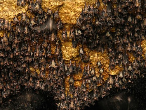 Топ-10: Интересные факты о летучих мышах Топ-10: Интересные факты о летучих мышах