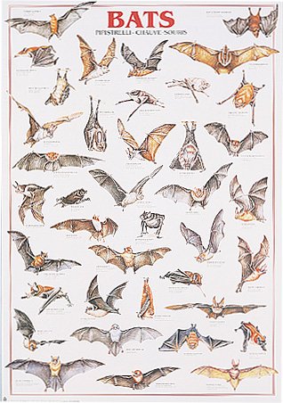 Топ-10: Интересные факты о летучих мышах Топ-10: Интересные факты о летучих мышах