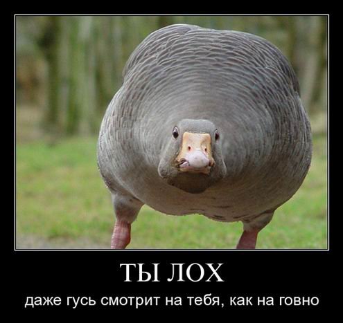 Доза прикольных демок (34 шт) Доза прикольных демок (34 шт)