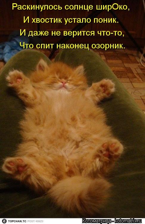 Новая смешная котоматрица (23 фото) Новая смешная котоматрица (23 фото)