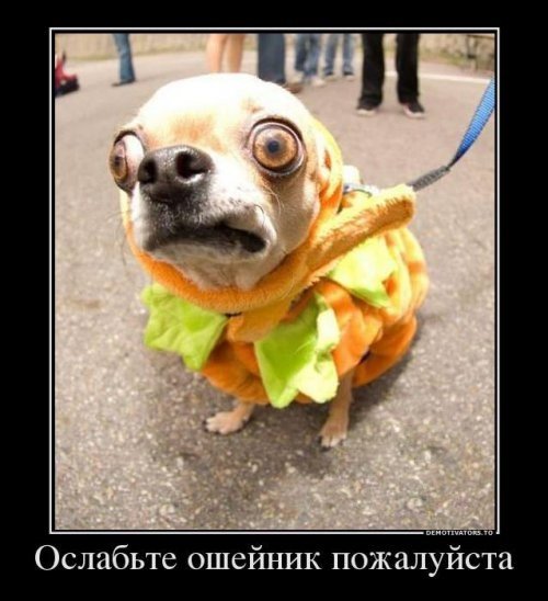 1377679082_1377677432_osheinik.jpg