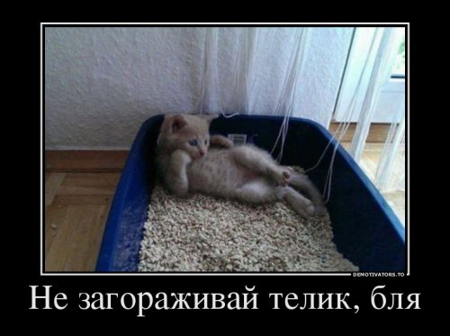 Картинка дня