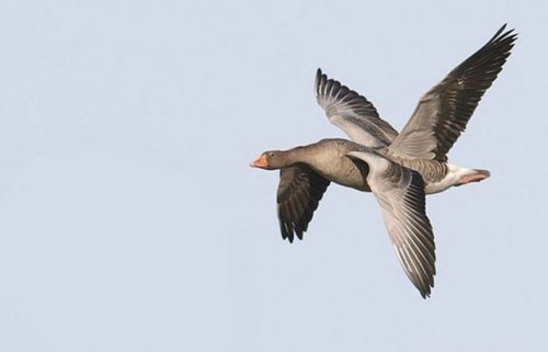 Оказалось, показалось… (34 фото)