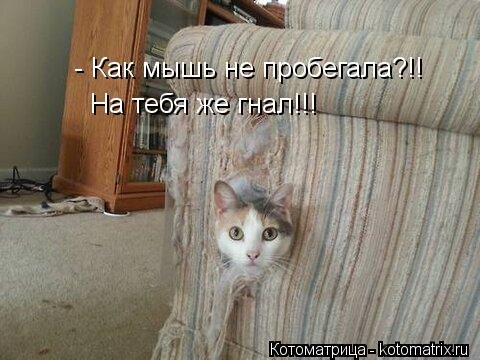 Новый сборник лучших котоматриц недели (32 шт)