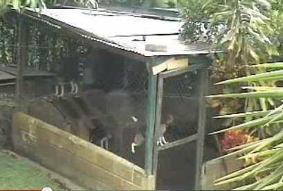 Ни фига себе талант!