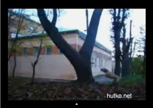 Собака выполняет потрясающие трюки!