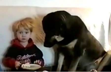 8 Забавных животных-воришек, которых засняли на видео