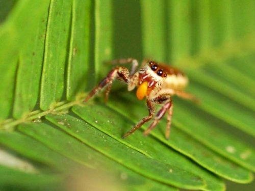 Топ-10: Жуткие способности пауков