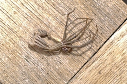 Топ-10: Жуткие способности пауков