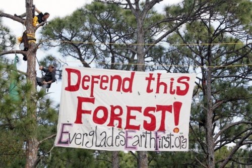 Топ-10: Интересные факты о деревьях