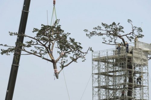 Топ-10: Интересные факты о деревьях