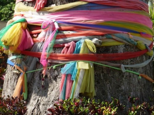 Топ-10: Интересные факты о деревьях