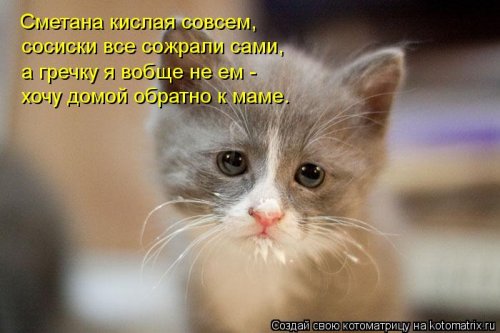 Новые смешные котоматрицы (23 фото)