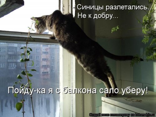 Новые смешные котоматрицы (23 фото)