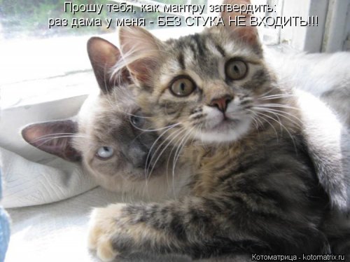 Новые смешные котоматрицы (23 фото)