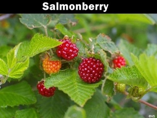 Неизвестные и загадочные заморские фрукты (20 фото)