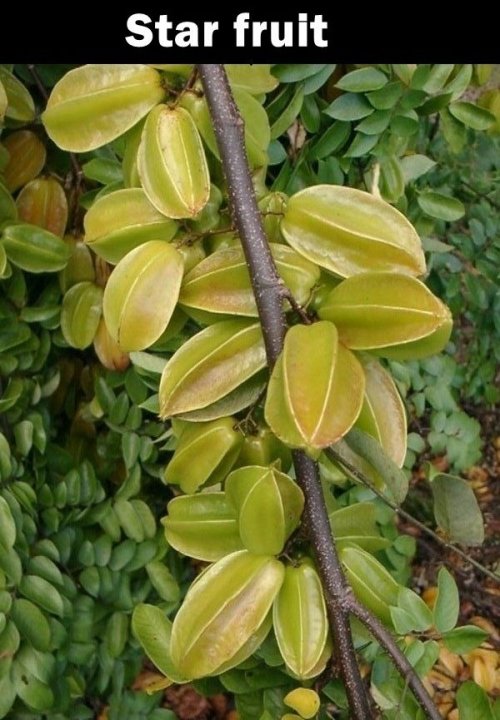 Неизвестные и загадочные заморские фрукты (20 фото)