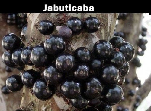 Неизвестные и загадочные заморские фрукты (20 фото)