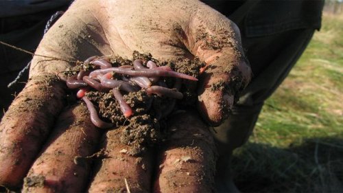 Самые странные и безумные соревнования со всего мира