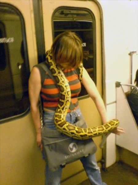 Странные пассажиры в общественном транспорте (34 фото)