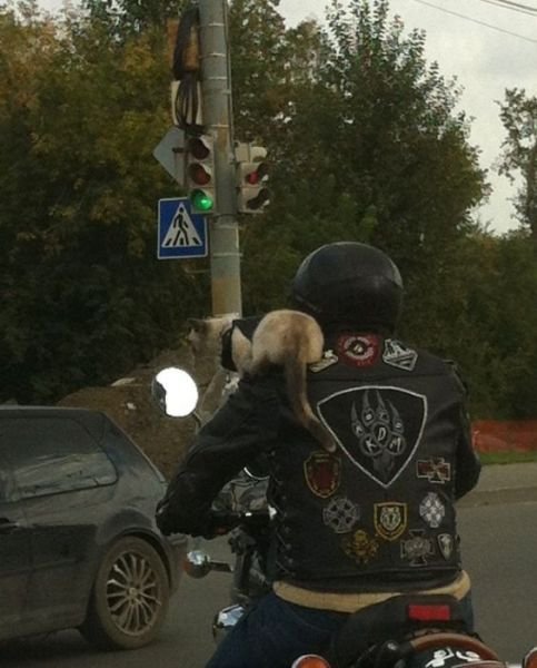 Фотоприколы из мира автомобилей (33 фото)