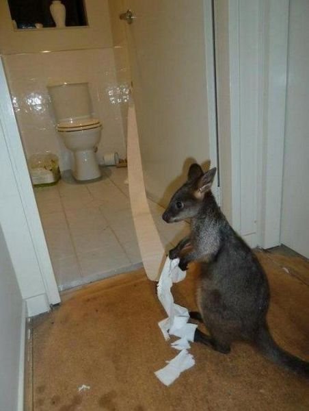 Тем временем в Австралии (28 фото) Тем временем в Австралии (28 фото)