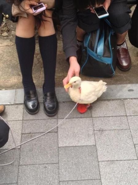 Вещи, которые делают проживание в Японии незабываемым (26 фото + видео) Вещи, которые делают проживание в Японии незабываемым (26 фото + видео)