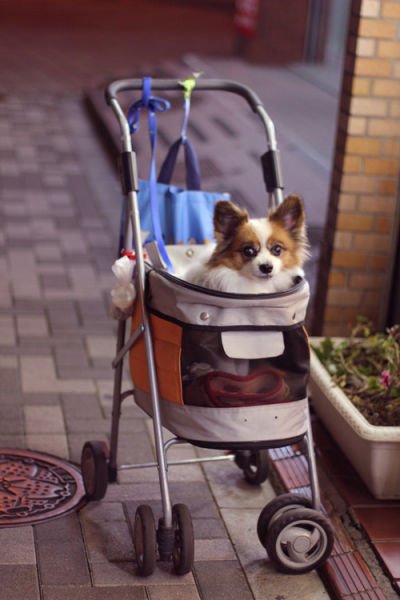 Вещи, которые делают проживание в Японии незабываемым (26 фото + видео) Вещи, которые делают проживание в Японии незабываемым (26 фото + видео)