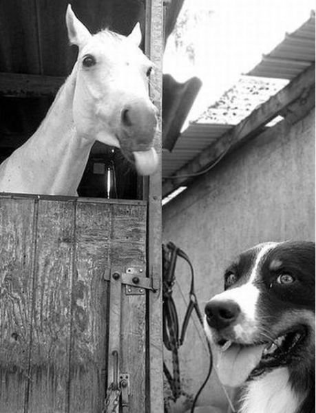 Фотобомбы с животными (19 шт) Фотобомбы с животными (19 шт)