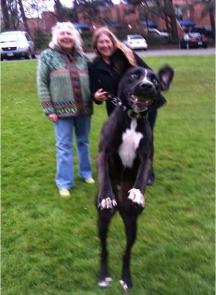 Фотобомбы с животными (19 шт) Фотобомбы с животными (19 шт)