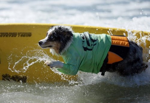 Соревнования среди собак-сёрфингистов (16 фото)