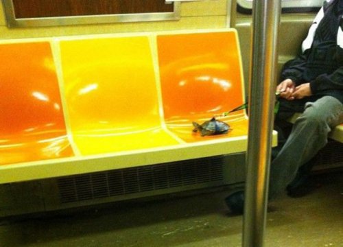 Странные пассажиры в общественном транспорте (34 фото)