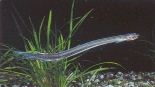 Топ-10: Ужасающие существа реки Амазонка