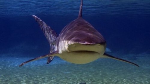 Топ-10: Ужасающие существа реки Амазонка