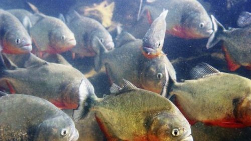 Топ-10: Ужасающие существа реки Амазонка