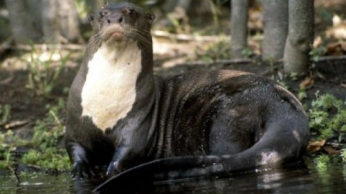 Топ-10: Ужасающие существа реки Амазонка