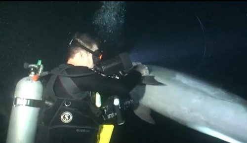 Дайверы высвободили дельфина, запутавшегося в рыболовной леске