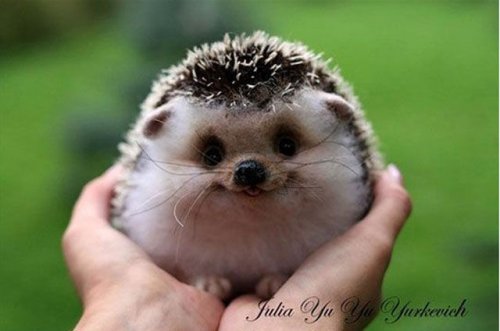 Самые милые факты о людях и животных (43 фото)