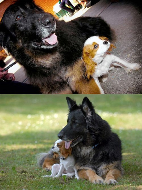 Самые милые факты о людях и животных (43 фото)