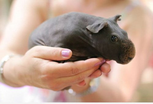 Самые милые факты о людях и животных (43 фото)