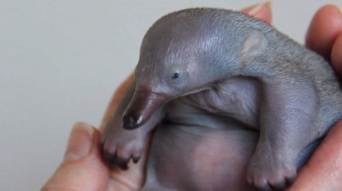 Самые милые факты о людях и животных (43 фото)