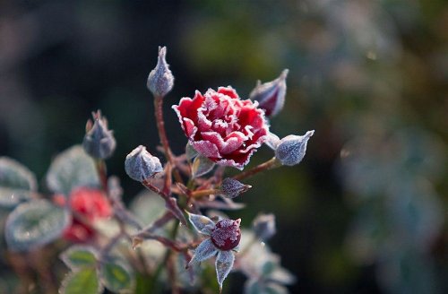 Волшебная кисть инея (11 фото)