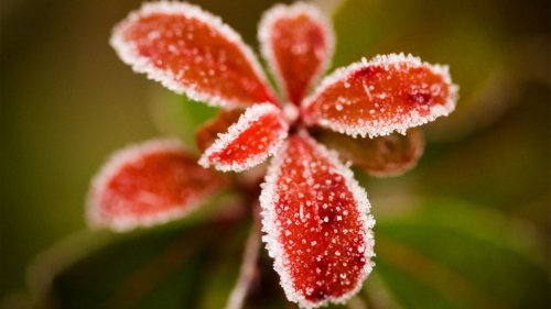 Волшебная кисть инея (11 фото)