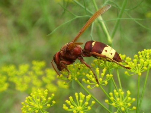 Топ-10 Поразительно высокотехнологичных явлений природы