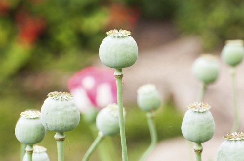 Топ-10 Самых странных моментов за всю историю войны