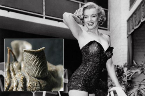 Топ-10: Организмы, названные в честь знаменитостей по глупым причинам