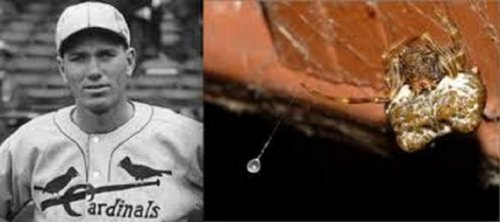 Топ-10: Организмы, названные в честь знаменитостей по глупым причинам