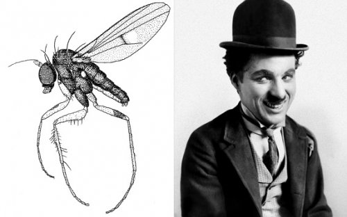 Топ-10: Организмы, названные в честь знаменитостей по глупым причинам