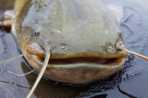 Топ-10 Интересных фактов о морской флоре и фауне