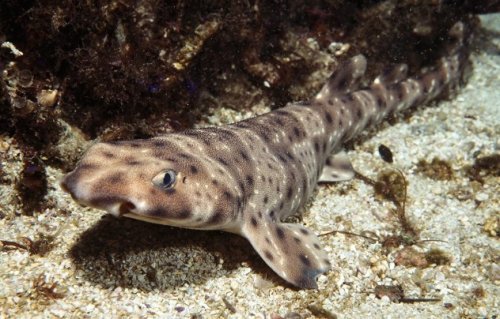 Топ-10 Интересных фактов о морской флоре и фауне